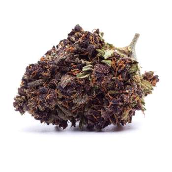 purple haze cbd