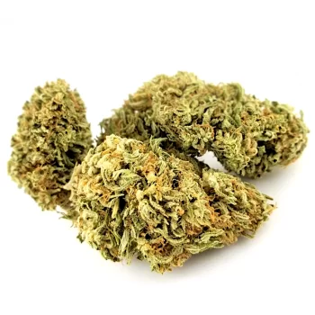 Fleurs de CBD Northern Lights au meilleur prix chez Green Vertus