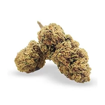 EN GROS Fleurs de cbd pine apple