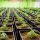 greenvertus