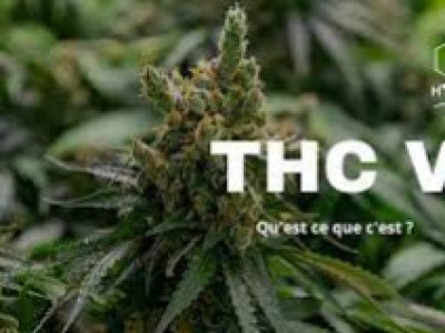 Le potentiel inexploré du THC-V: Une Nouvelle Ère du Cannabis?